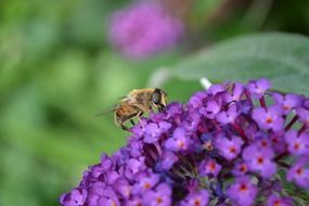 hornet on a bright purple flower