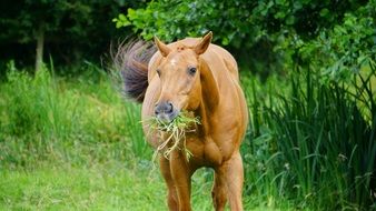 horse eats grass landscape