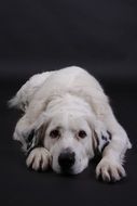 portrait of a lying white dog