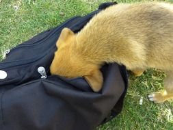 playful puppy