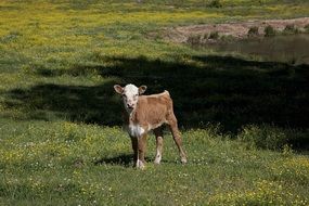 cute little calf on the ranch