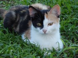 cute color cat on green grass close up