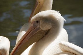 portrait of a funny white pelican