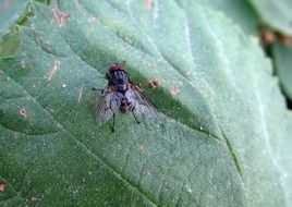 Fly Insect macro