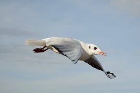 flight of seagulls over the lake