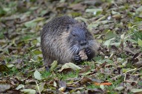 Water Rat Nutria