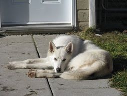 Dog Rest