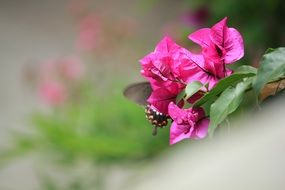 butterfly on a purple flower on a bush