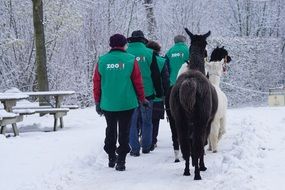 workers of the zoo are the horses