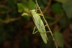 Close-up of the grasshopper on the plant