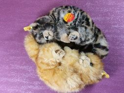 two contrasting tiger kittens