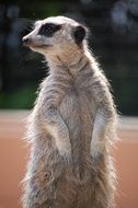 The meerkat is looking for something