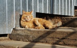 red cat on the stairs near the fence