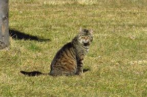 huge domestic cat on the grass