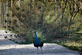 Peacock on a track near the trees