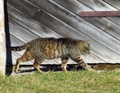 walking domestic cat