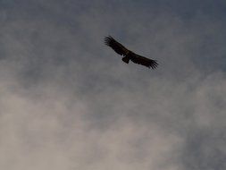 California Condor Bird flight