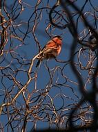 Bullfinch among twisted willow Branches at sky