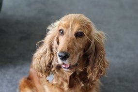 dog spaniel on the street