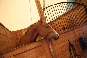 brown horse in a beautiful stable