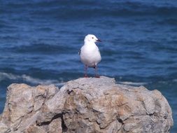 white seagull on a rock by the ocean