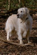 white labrador in forest