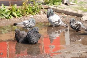 pigeons in a puddle in the sun