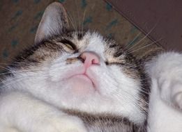 Awekened cute kitten