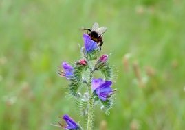 bee on the spring meadow