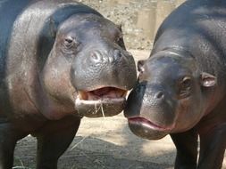 pair of hippos in the sun