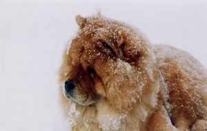 fluffy chow chow in the snow