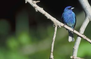 blue bunting, Cyanocompsa parellina on bare branch