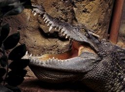 Crocodile Zoo