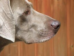 portrait of a hound dog
