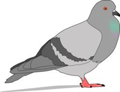 drawing of a gray dove with shadow on a white background