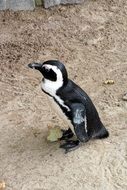 Beautiful black and white standing curious penguin