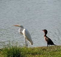 heron and cormorant on the lake