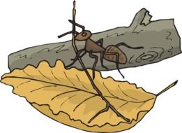 Leaf Branch Ant drawing