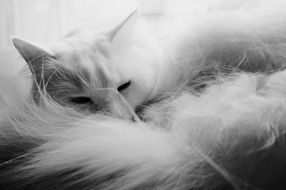 rolled fluffy cat, tail close up