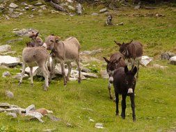 donkeys are walking on the green grass