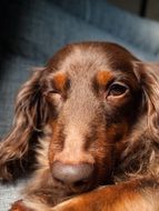 winking cocker spaniel close up