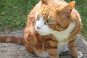 Ginger cat in summer
