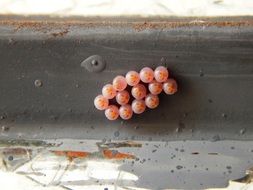 insect eggs in the garden