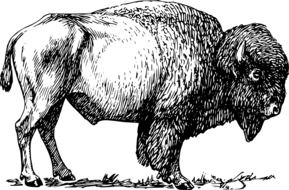 standing Bison, side view, illustration