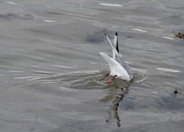 Colorful seagull dives in a pond