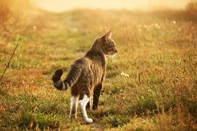 young cat walking in the evening