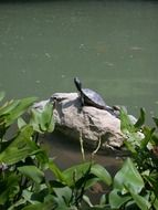 Turtle on a rock in a pond