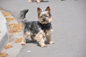 Yorkshire Terrier on a street