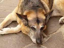 sleepy schÃ¤fer dog lying portrait