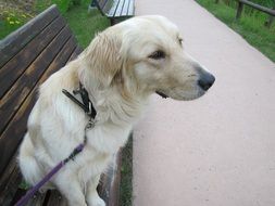 Golden Retriever sitting on a bench